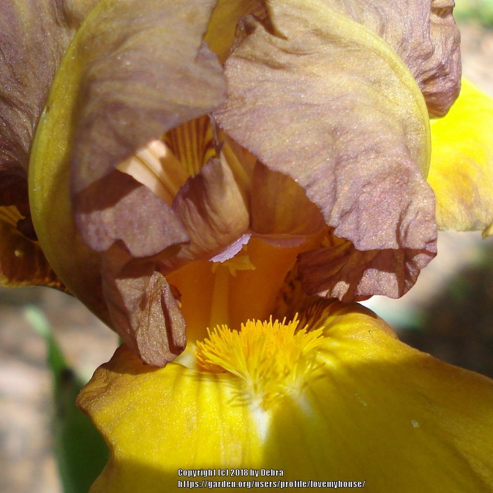 Photo of Intermediate Bearded Iris (Iris 'John') uploaded by lovemyhouse