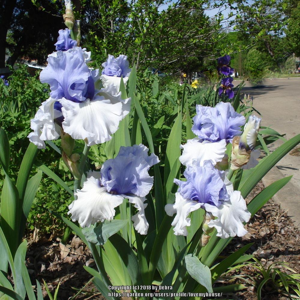 Photo of Tall Bearded Iris (Iris 'Wintry Sky') uploaded by lovemyhouse