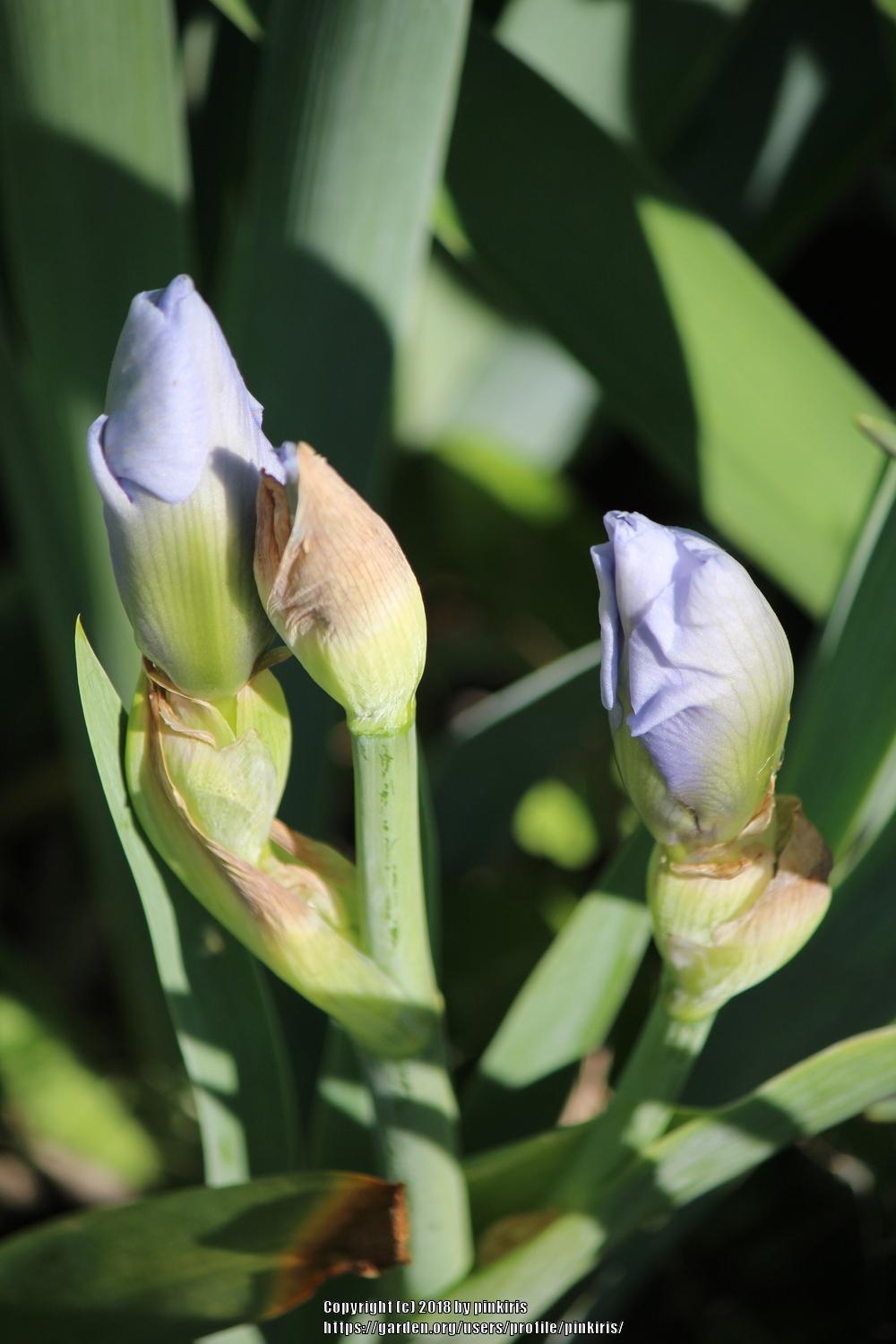 Photo of Border Bearded Iris (Iris 'Blackbeard') uploaded by pinkiris