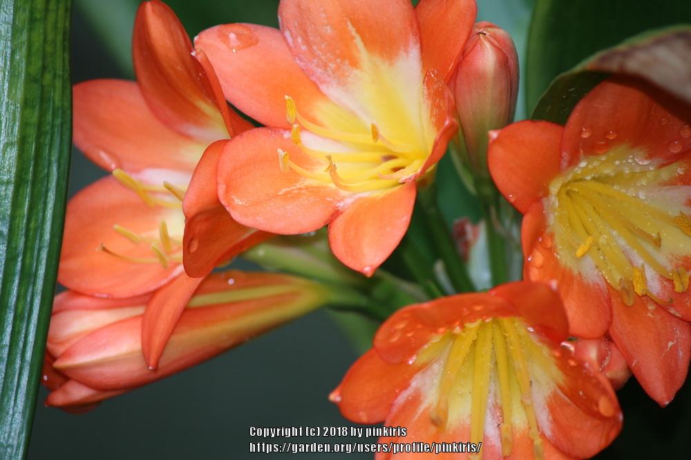Photo of Clivias (Clivia) uploaded by pinkiris