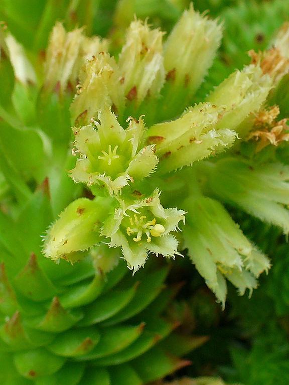 Photo of Rollers (Sempervivum globiferum subsp. arenarium) uploaded by robertduval14