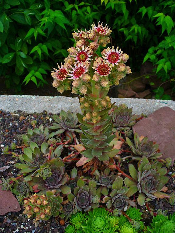 Photo of Hen and Chicks (Sempervivum 'Purdy's 90-1') uploaded by robertduval14