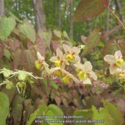 Location: Massachusetts garden
Date: May 10, 2017
Detail of blooms (pale yellow flowers on left are a different cul