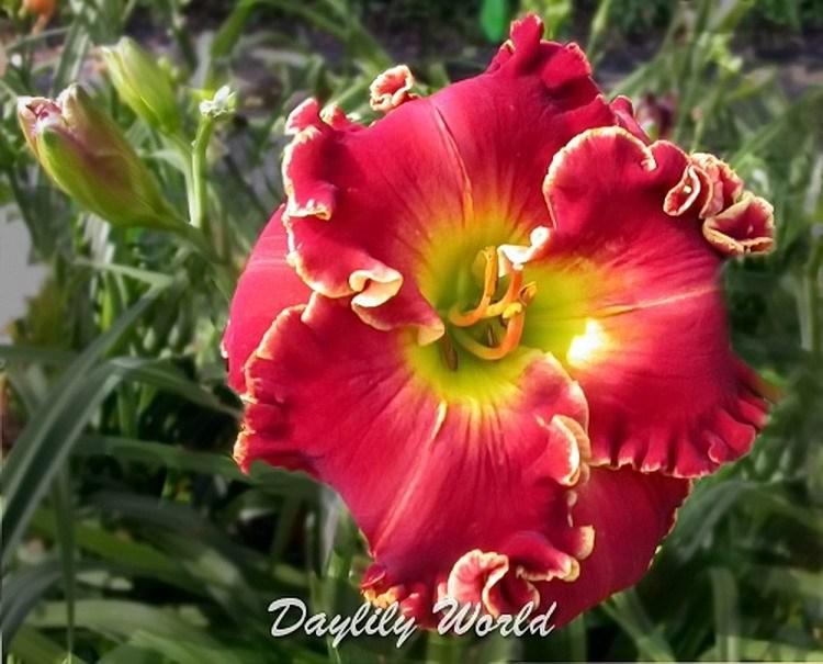 Photo of Daylily (Hemerocallis 'Barbara Mandrell') uploaded by DaylilySLP