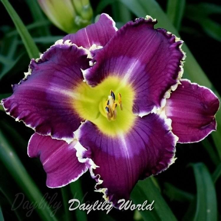 Photo of Daylily (Hemerocallis 'Hazel Tinsley') uploaded by DaylilySLP