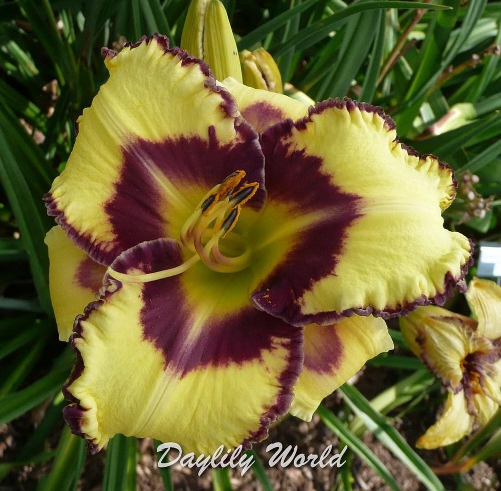 Photo of Daylily (Hemerocallis 'Jacki Kropf') uploaded by DaylilySLP