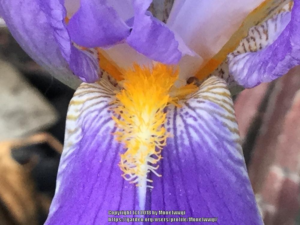 Photo of Irises (Iris) uploaded by Monetwwqi