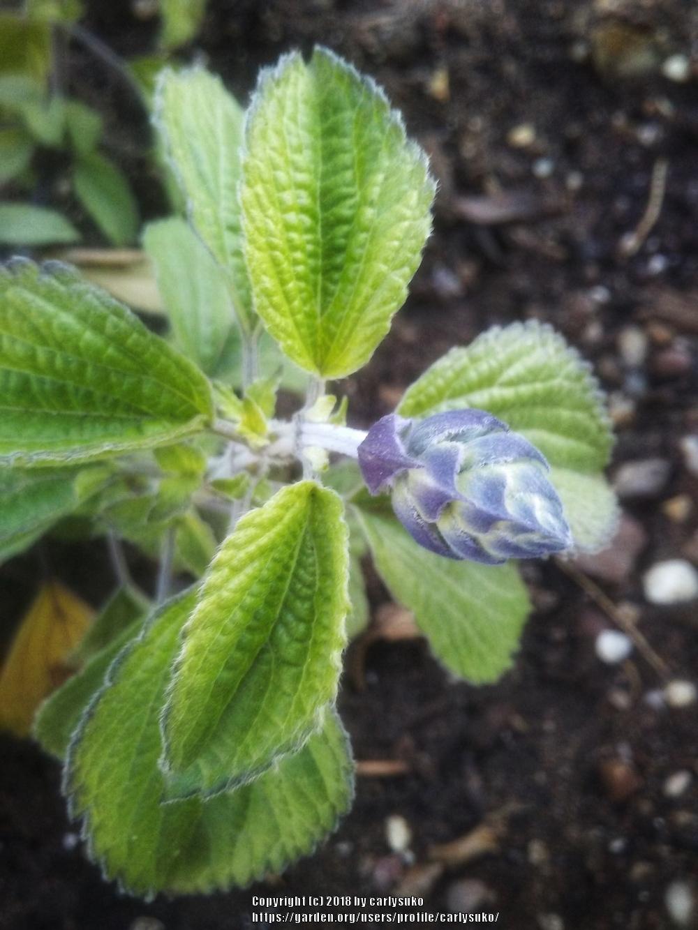 Photo of Sage (Salvia Mystic Spires Blue) uploaded by carlysuko