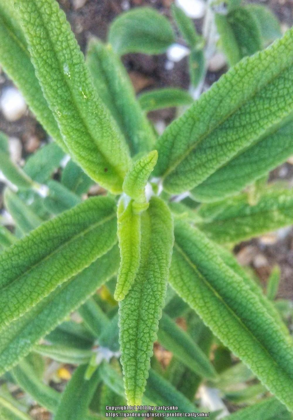 Photo of Mexican Bush Sage (Salvia leucantha 'Santa Barbara') uploaded by carlysuko
