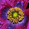 Colors Of Nature - Poppy Center 002