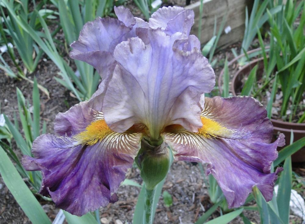 Photo of Tall Bearded Iris (Iris 'Itsa Whatever') uploaded by golden_goddess