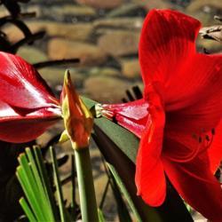 Location: Sun City, Arizona
Date: 2018-04-17
Amaryllis bloom at Wooddale Village Assisted Living Facility