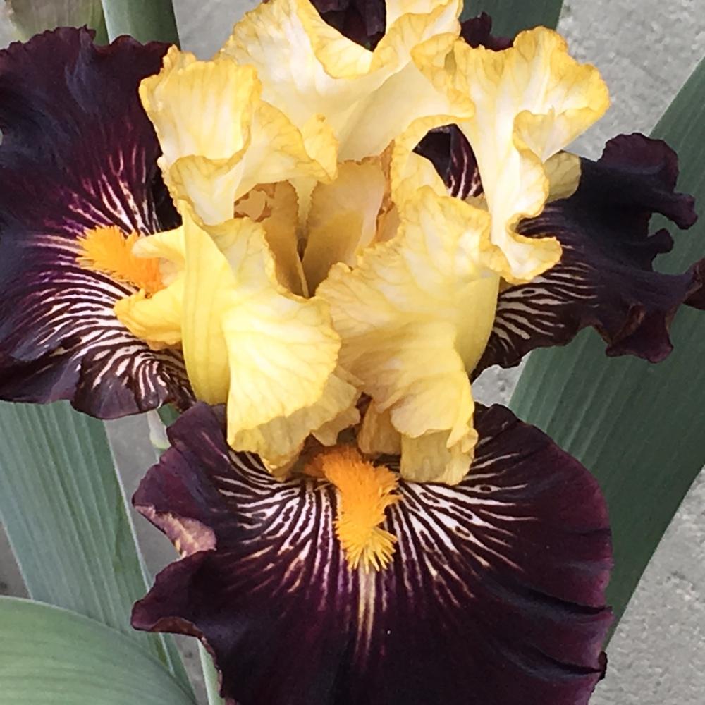 Photo of Tall Bearded Iris (Iris 'Reckless Abandon') uploaded by lilpod13