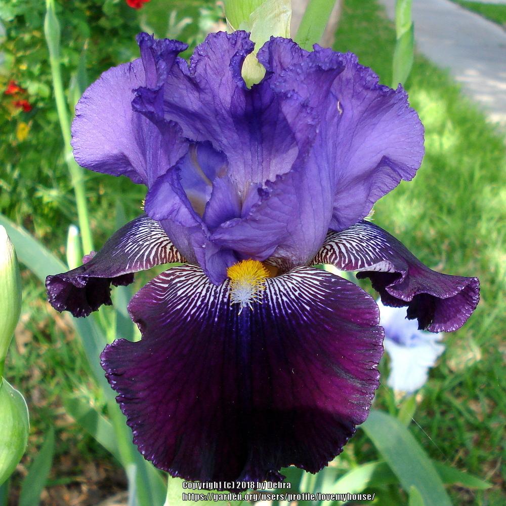 Photo of Tall Bearded Iris (Iris 'Police Stories') uploaded by lovemyhouse