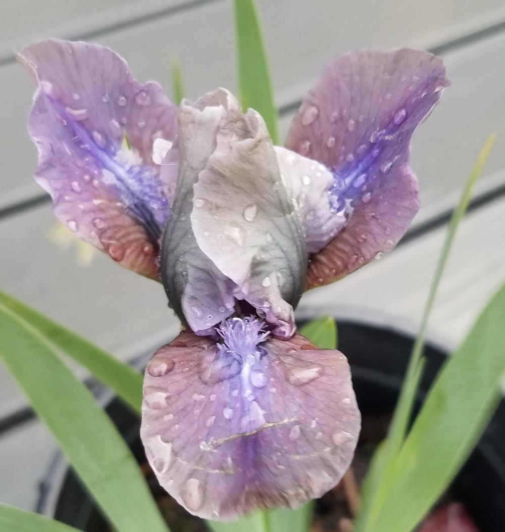 Photo of Standard Dwarf Bearded Iris (Iris 'Blue Neon') uploaded by mesospunky