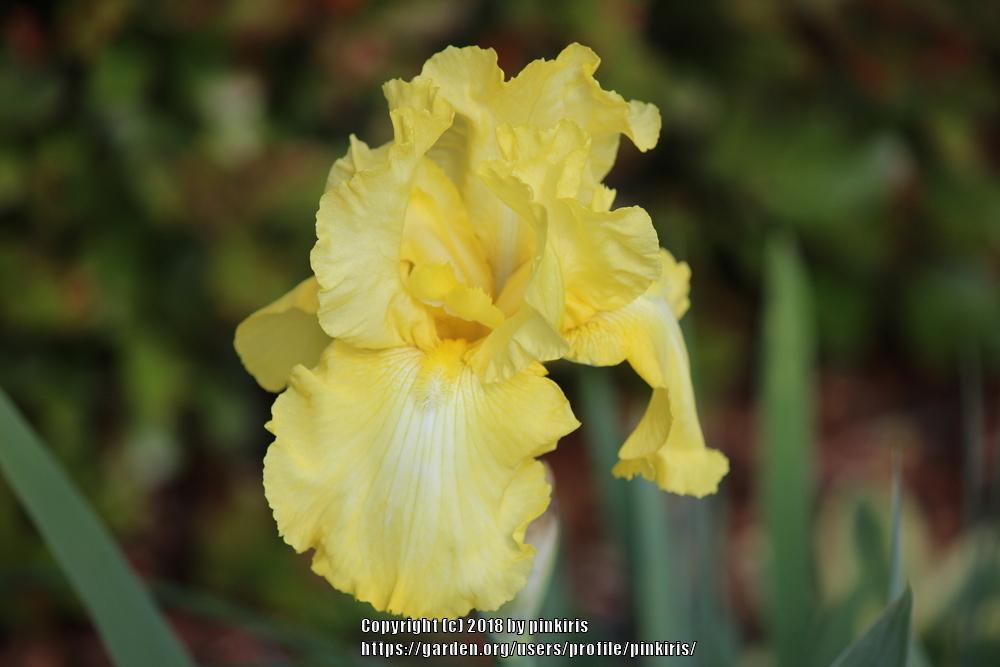 Photo of Tall Bearded Iris (Iris 'Summer Olympics') uploaded by pinkiris