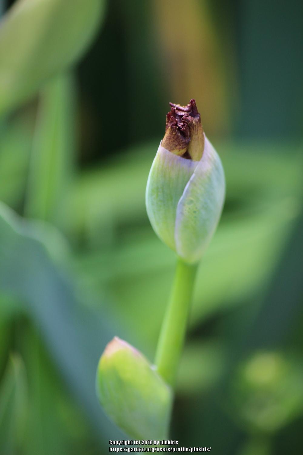 Photo of Tall Bearded Iris (Iris 'Tanzanian Tangerine') uploaded by pinkiris
