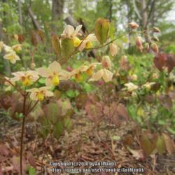 Location: Massachusetts garden
Date: May 10, 2017
side view showing aspect of flowers, buds, new spring foliage