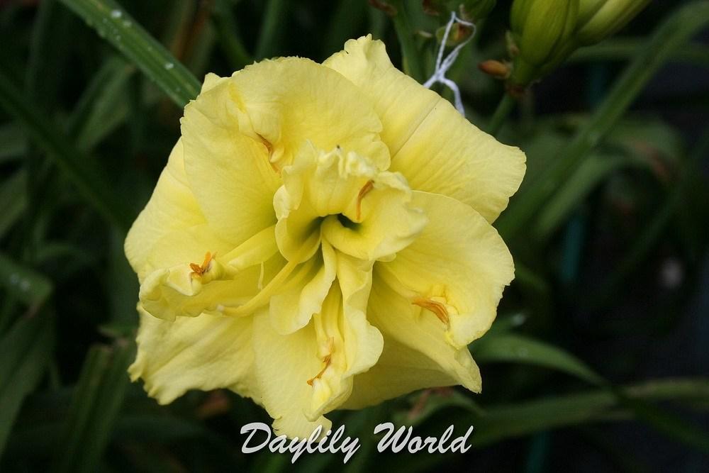 Photo of Daylily (Hemerocallis 'Sweet Yellow Truffle') uploaded by DaylilySLP