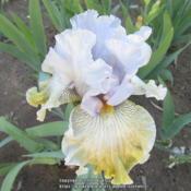Iris Butterfly Affair