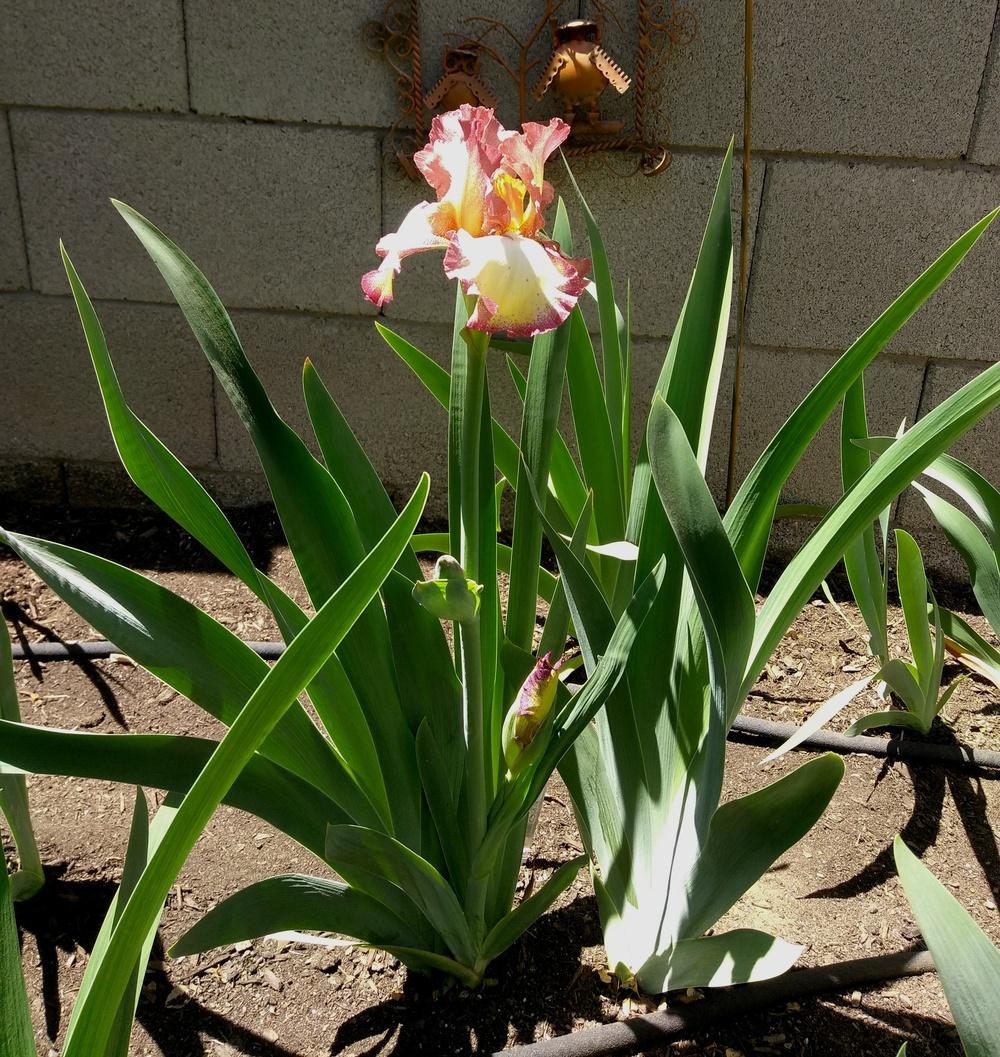 Photo of Tall Bearded Iris (Iris 'Cinnamon Girl') uploaded by cocoajuno