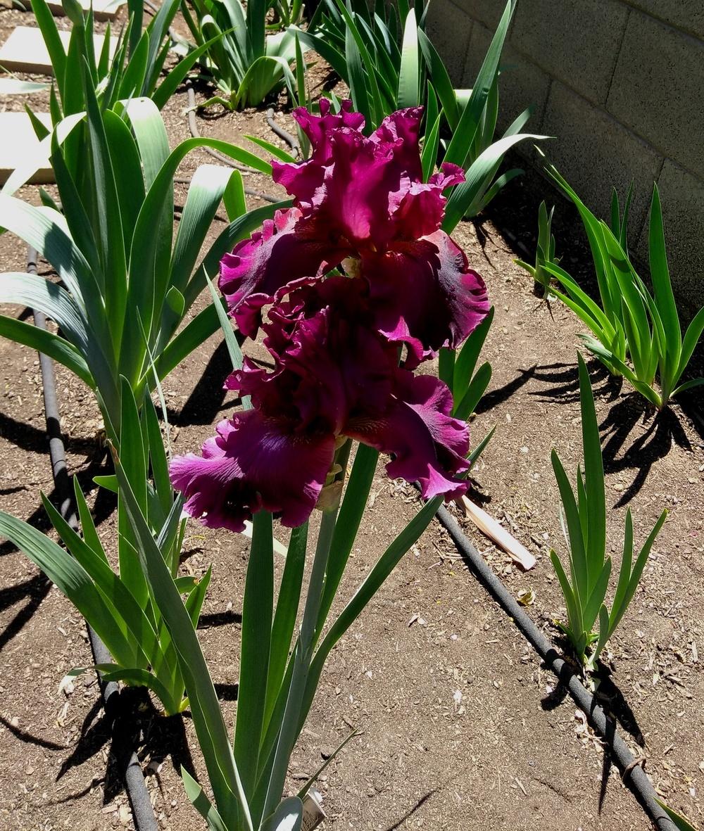 Photo of Tall Bearded Iris (Iris 'Grand Classic') uploaded by cocoajuno