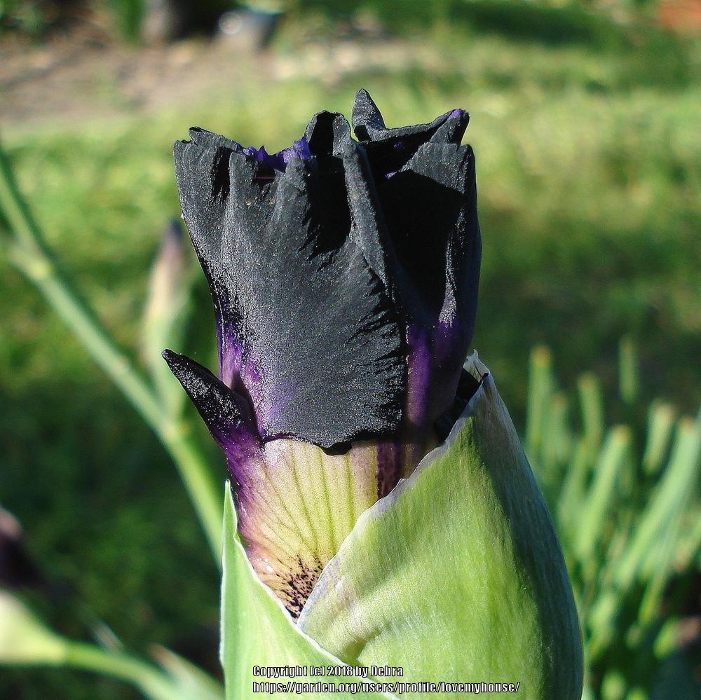 Photo of Tall Bearded Iris (Iris 'Italian Velvet') uploaded by lovemyhouse