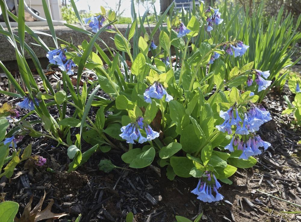 Photo of Virginia Bluebells (Mertensia virginica) uploaded by mantisOH