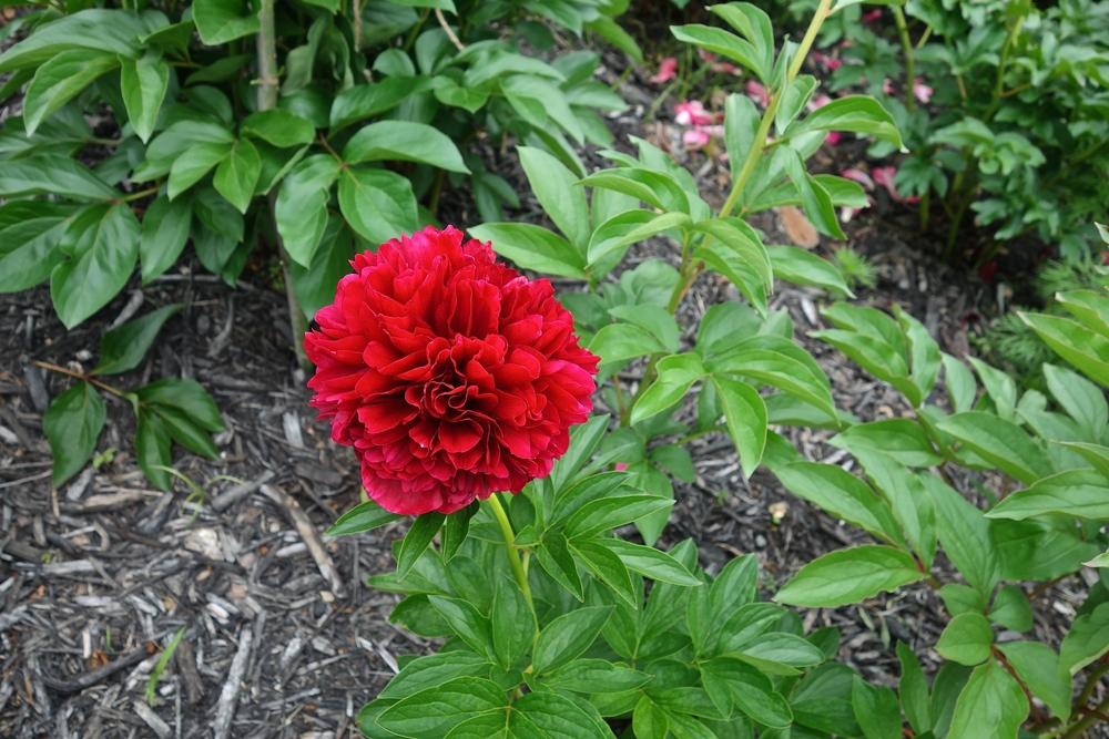 Photo of Peony (Paeonia 'Red Grace') uploaded by mantisOH