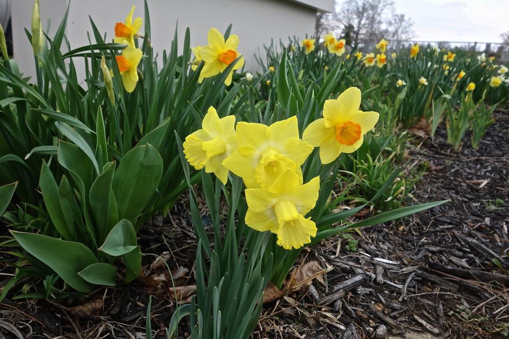 Photo of Trumpet Daffodil (Narcissus 'Sabatini') uploaded by mantisOH