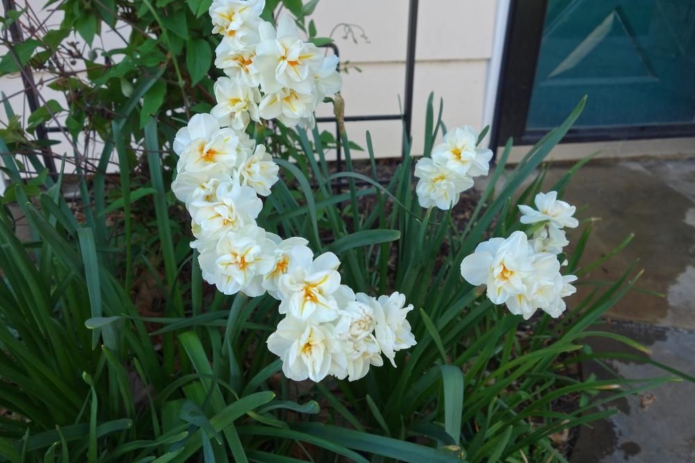 Photo of Double Daffodil (Narcissus 'Sir Winston Churchill') uploaded by mantisOH