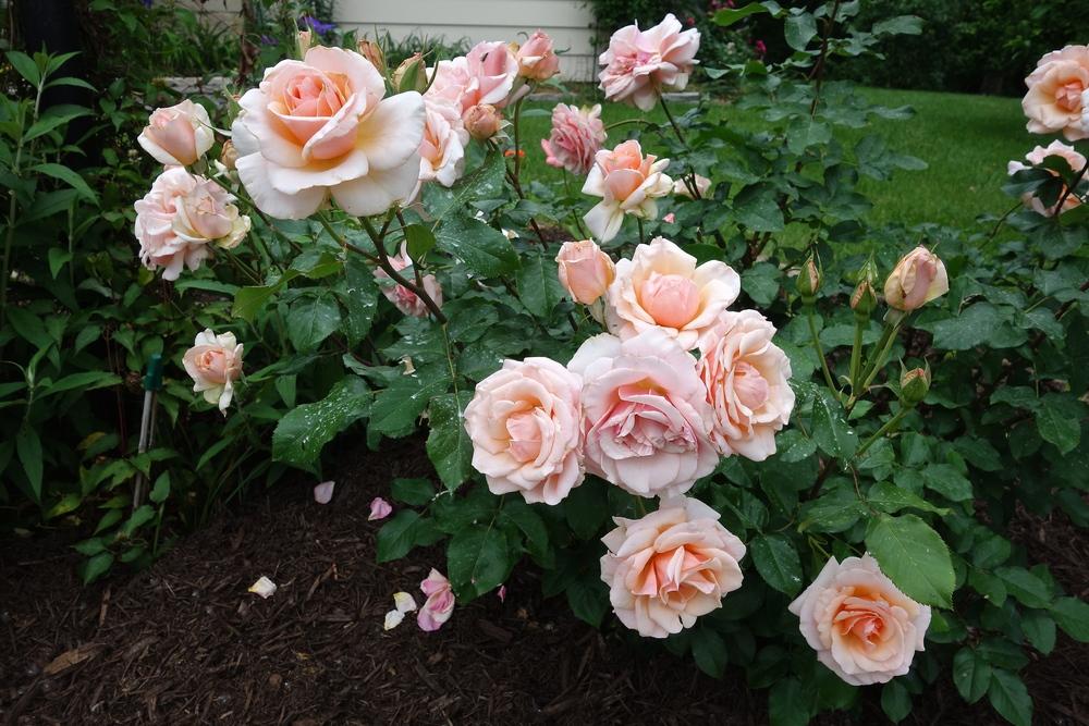 Photo of Rose (Rosa 'Mother of Pearl') uploaded by mantisOH