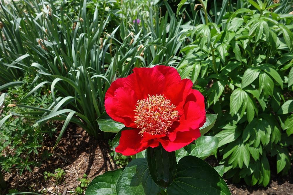 Photo of Peony (Paeonia 'Burma Ruby') uploaded by mantisOH
