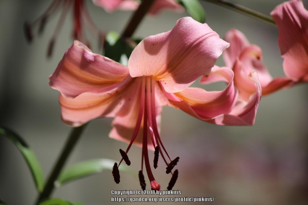 Photo of Lilies (Lilium) uploaded by pinkiris