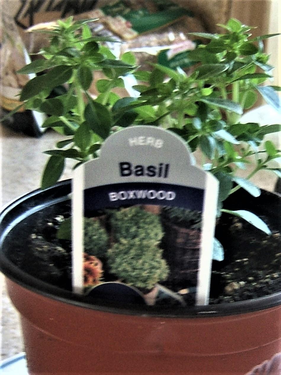 Photo of Boxwood Basil (Ocimum basilicum 'Boxwood') uploaded by pirl