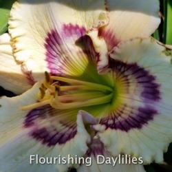 
Date: 2016-06-26
Photo courtesy of Flourishing Daylilies