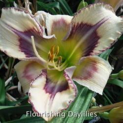 
Date: 2015-06-18
Photo courtesy of Flourishing Daylilies