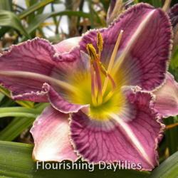 
Date: 2013-05-25
Photo courtesy of Flourishing Daylilies