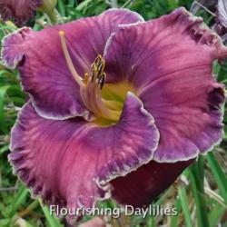 
Date: 2015-07-09
Photo courtesy of Flourishing Daylilies