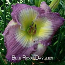 
Date: 2015-06-22
Photo courtesy of Blue Ridge Daylilies