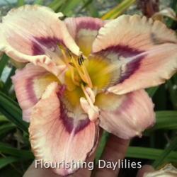 
Date: 2013-06-05
Photo courtesy of Flourishing Daylilies