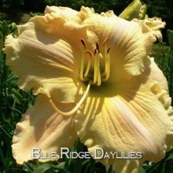 
Date: 2015-06-17
Photo courtesy of Blue Ridge Daylilies