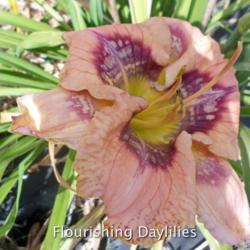 
Date: 2014-07-07
Photo courtesy of Flourishing Daylilies