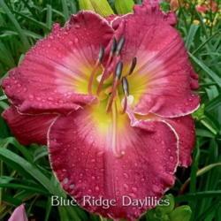 
Date: 2013-07-04
Photo courtesy of Blue Ridge Daylilies