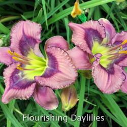
Date: 2016-07-27
Photo courtesy of Flourishing Daylilies