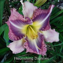 
Date: 2015-07-31
Photo courtesy of Flourishing Daylilies