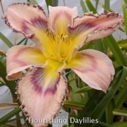 
Date: 2013-07-23
Photo courtesy of Flourishing Daylilies