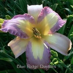 
Date: 2013-06-24
Photo courtesy of Blue Ridge Daylilies