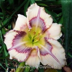 
Date: 2015-06-07
Photo courtesy of Flourishing Daylilies