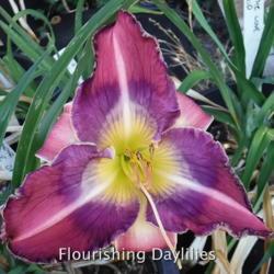 
Date: 2015-08-09
Photo courtesy of Flourishing Daylilies
